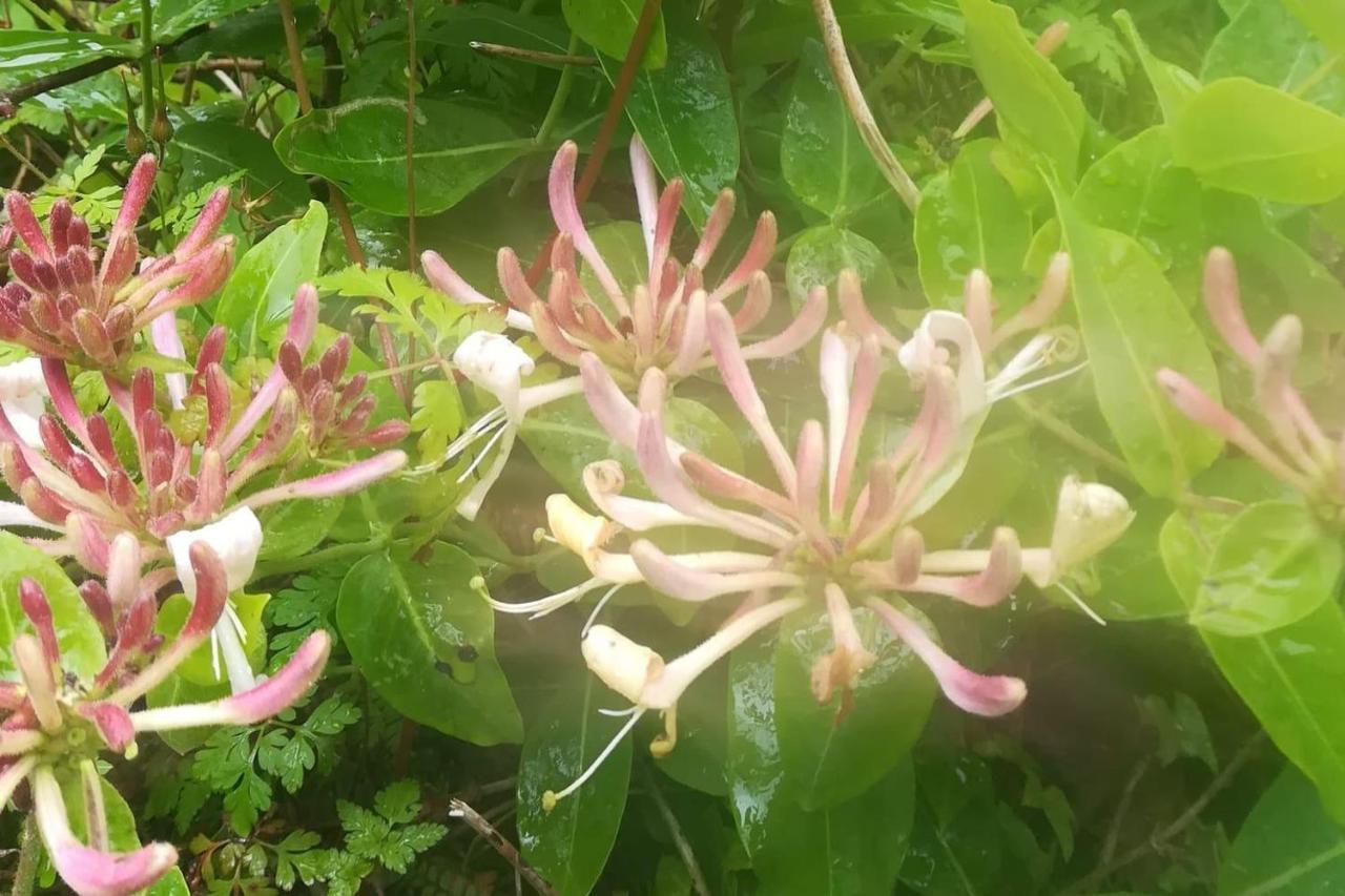 Relaxing Pet Friendly 2-Bed Cottage In Rhandirmwyn แลนโดเวรี ภายนอก รูปภาพ
